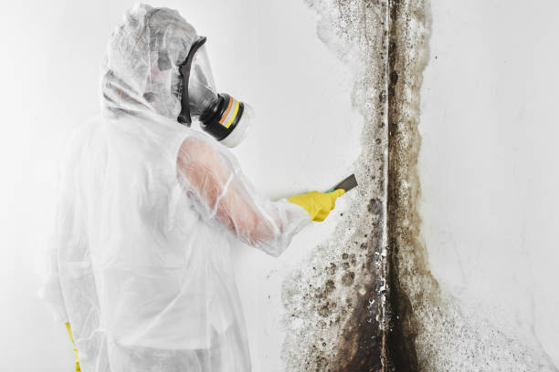 Best Industrial Mold Remediation in Mission, OR