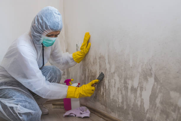 Best Mold Remediation for Specific Building Types in Mission, OR